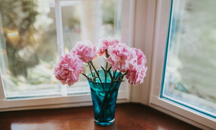 What Do Carnations Mean Plus The Symbolism Behind Common Carnation