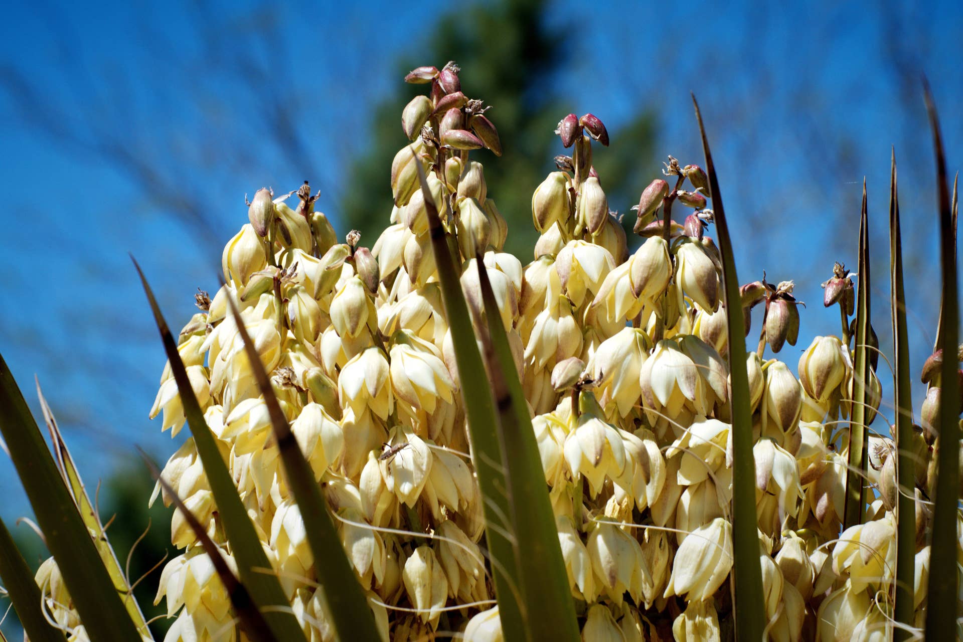 50 State Flowers: History, Full List (With Pictures) - Parade Home & Garden