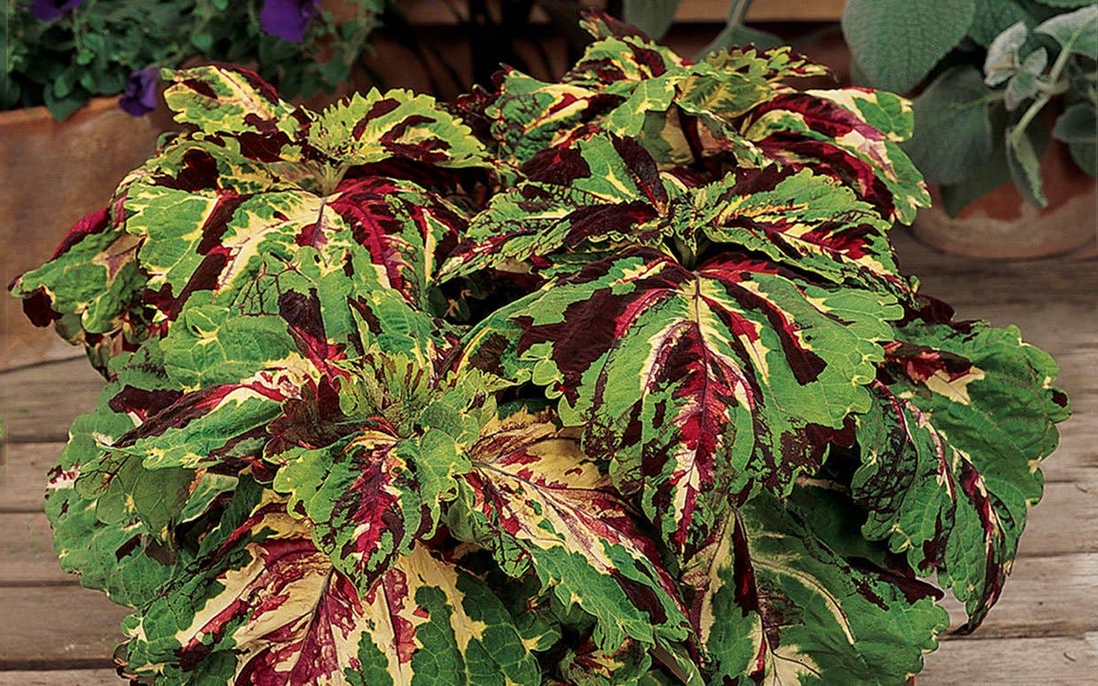 Growing and Caring for Colorful Coleus - Parade Home & Garden