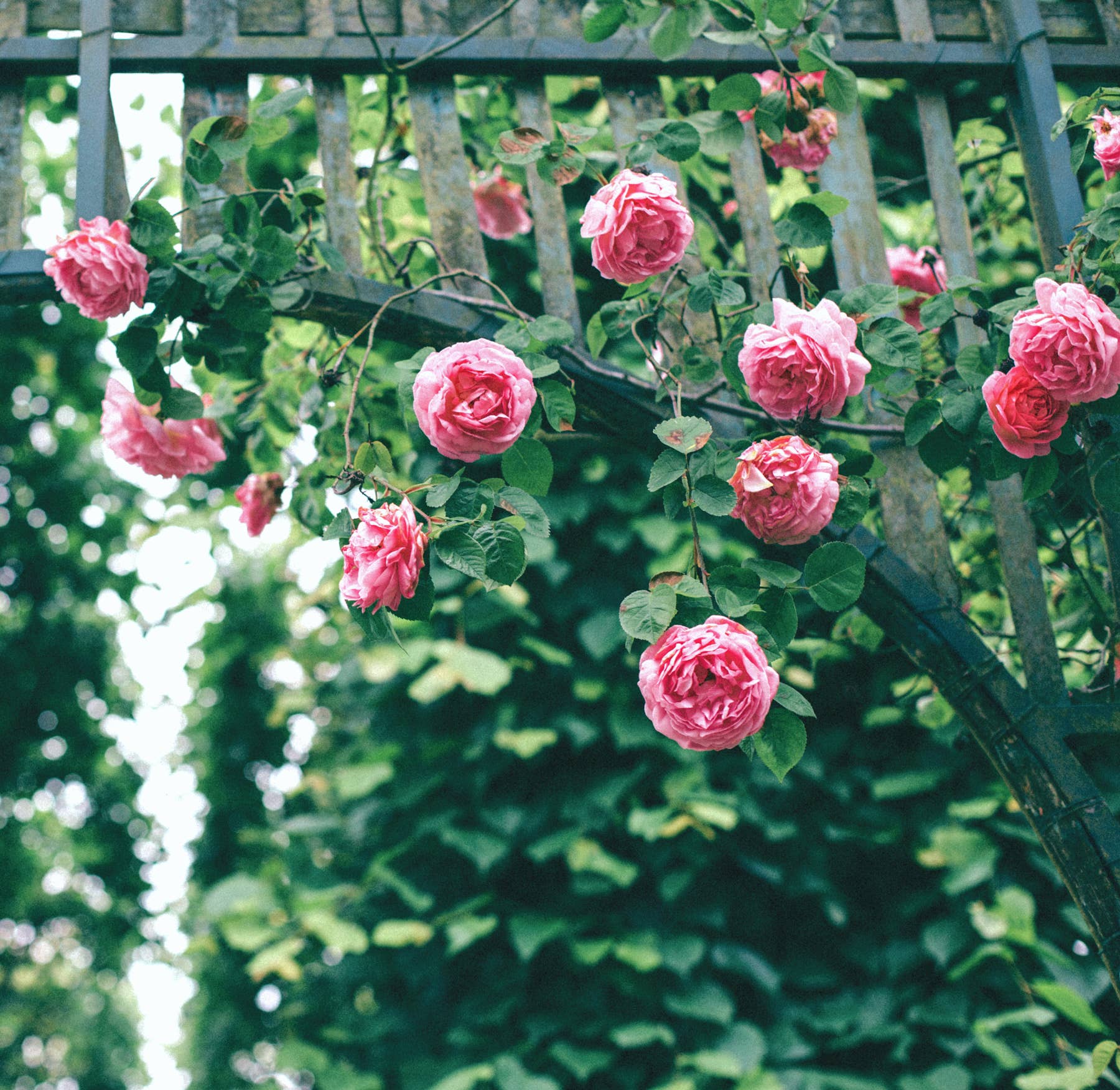 18 Rose Colors And Their Meanings Parade Home Garden 18 Rose Colors And Their Meanings Parade Home Garden