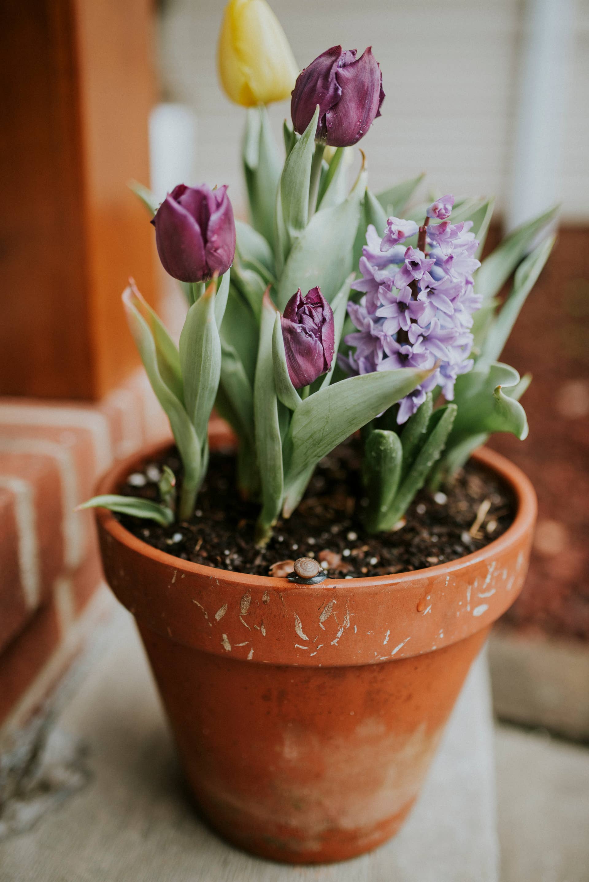 Spring Bulb Layering An Easy Guide to Layering Bulbs in Pots for Continuous Spring Color ...