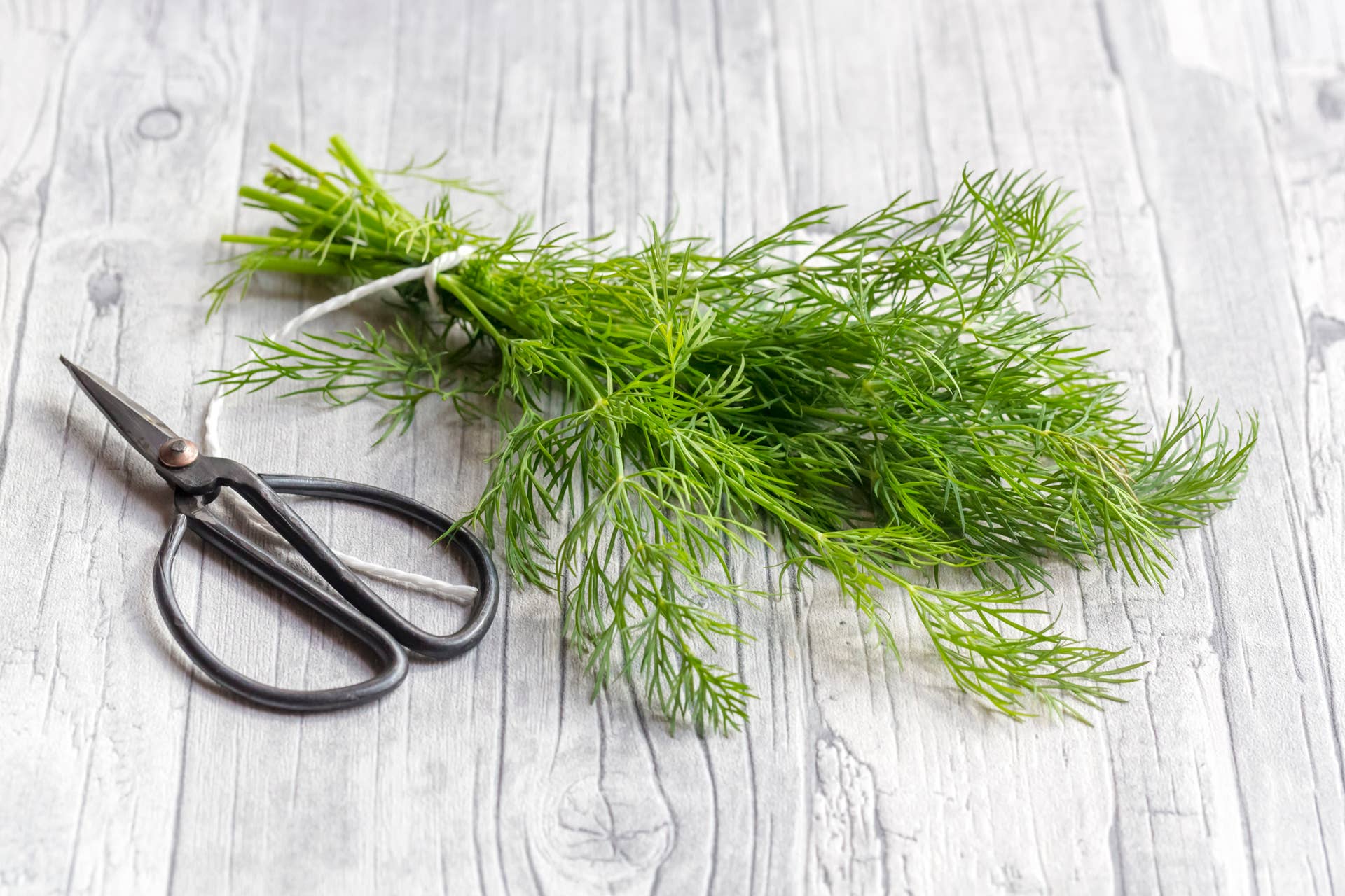 How to Harvest Dill - Parade Home & Garden