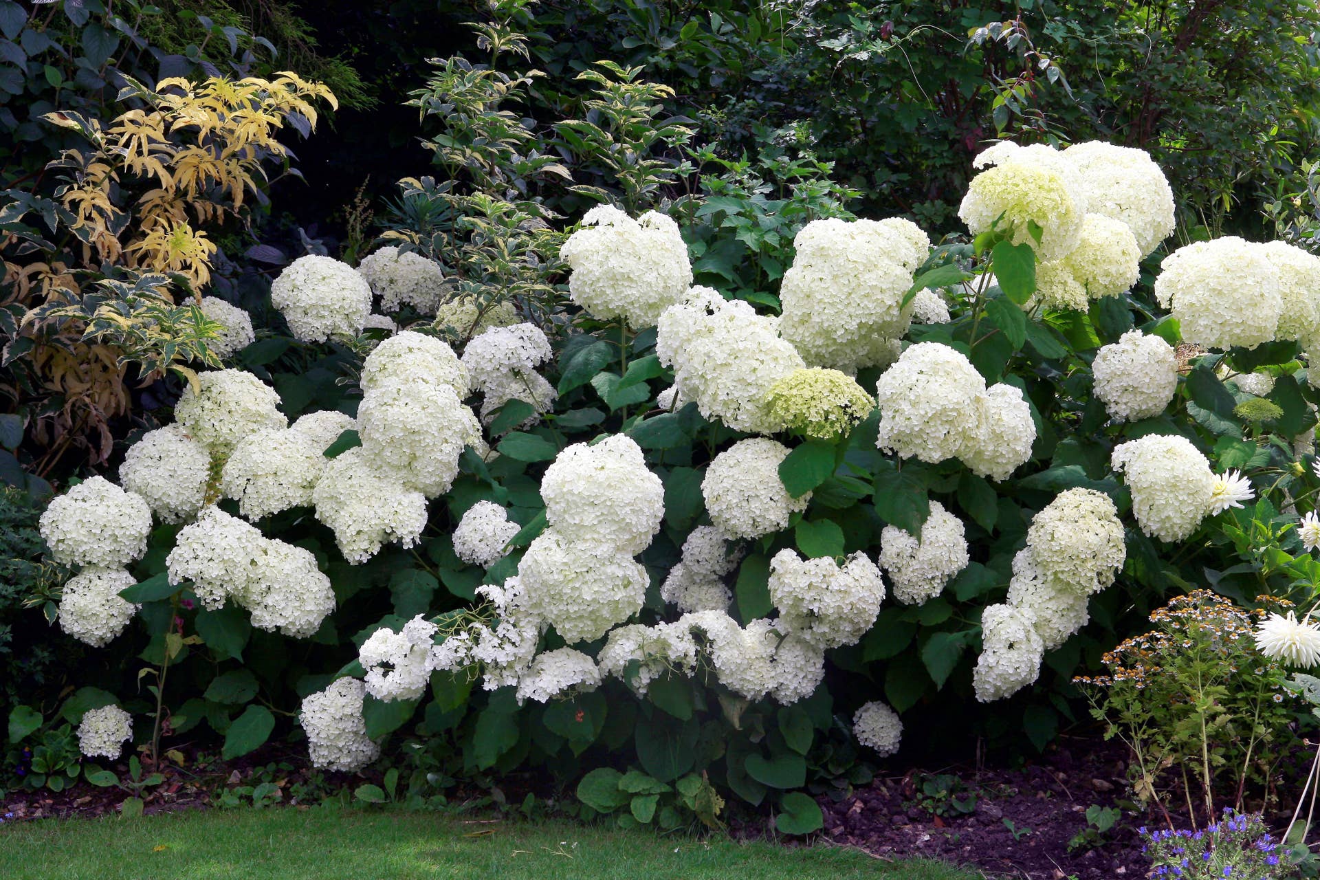 How to Grow and Care for Hydrangeas - Parade Home & Garden