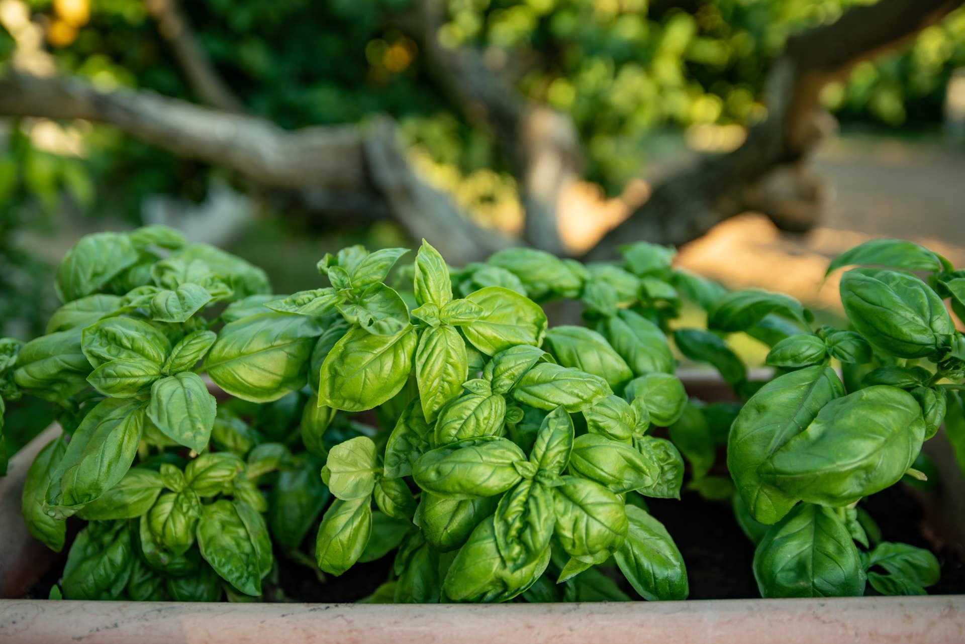 How To Harvest Basil To Get the Most Life Out of Your Plant - Parade ...