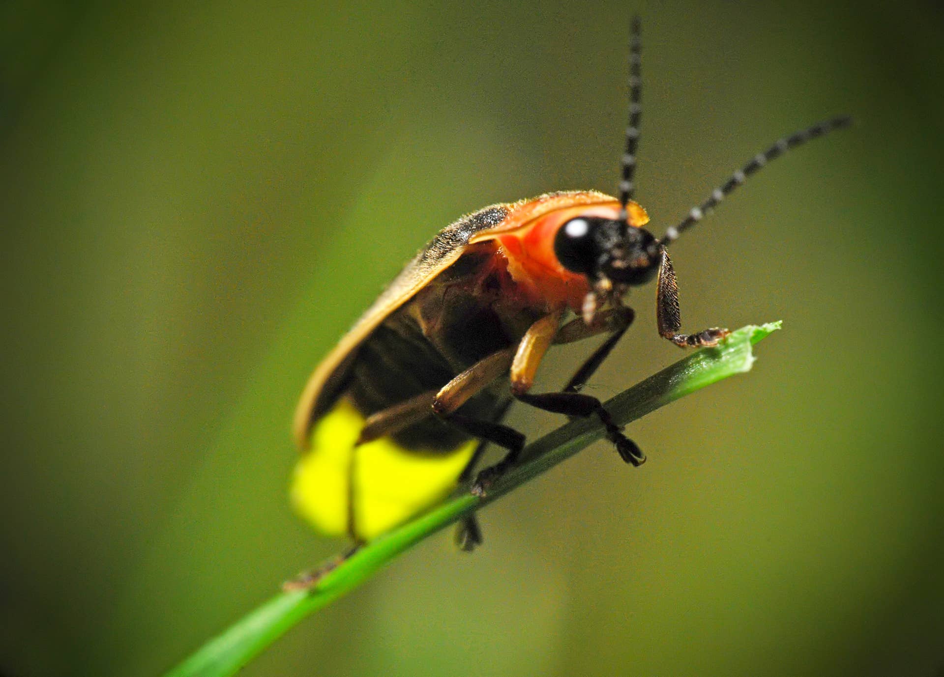 Spring Fire Flies 3 Simple Tricks to Help Fireflies Thrive in Your Yard - Parade Home ...