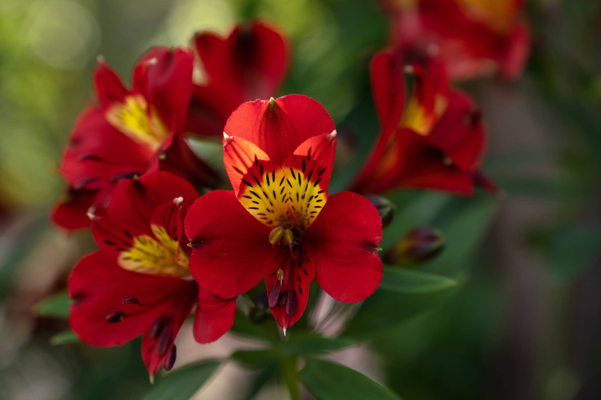 What Does the Alstroemeria Flower Mean? - Parade Home & Garden