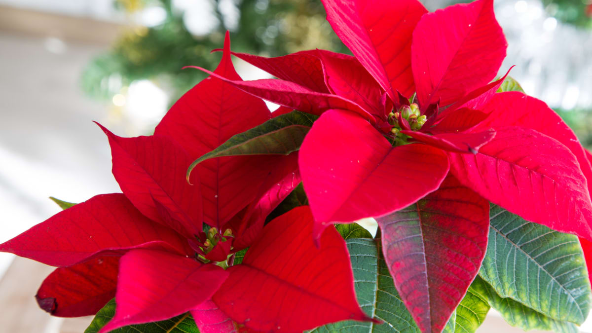 20 Best Christmas Plants for the Holidays 2024 Parade Home Garden