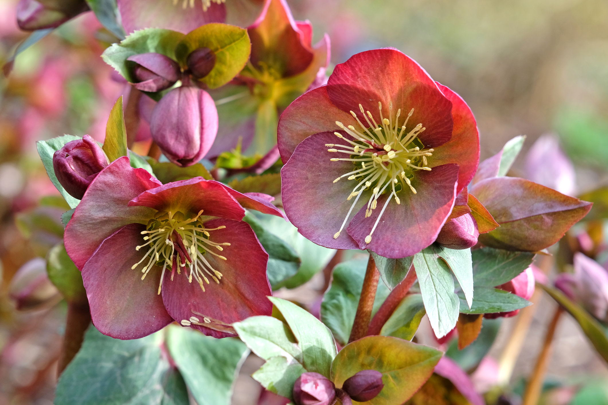 Hellebores are evergreen perennials that thrive in deep shade, especially under trees or along shadowy fences.