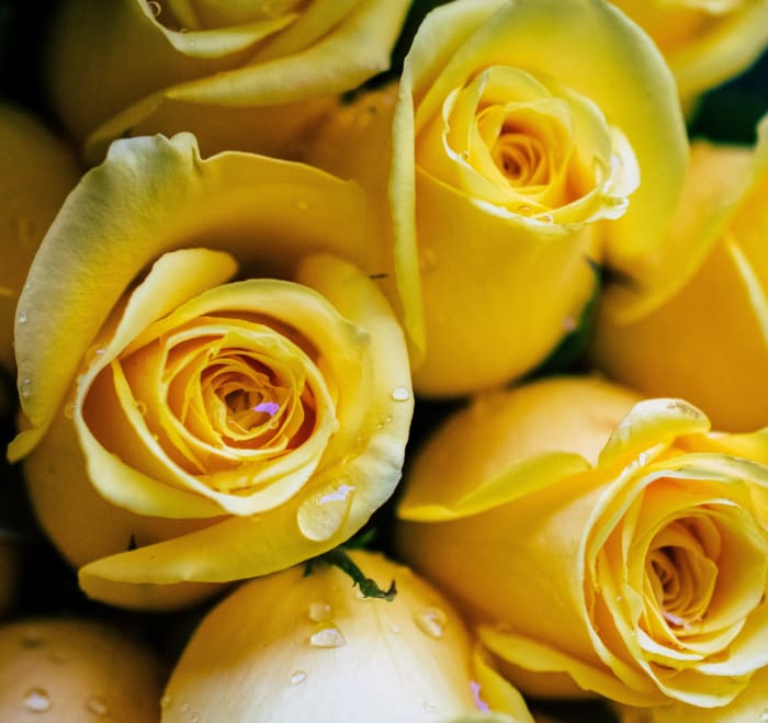 18 Rose Colors and Their Meanings - Parade Home & Garden