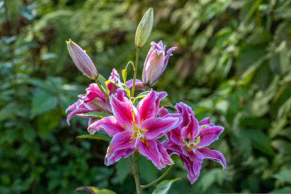 8 Types of Lilies To Showcase Beautiful Colors - Parade Home & Garden