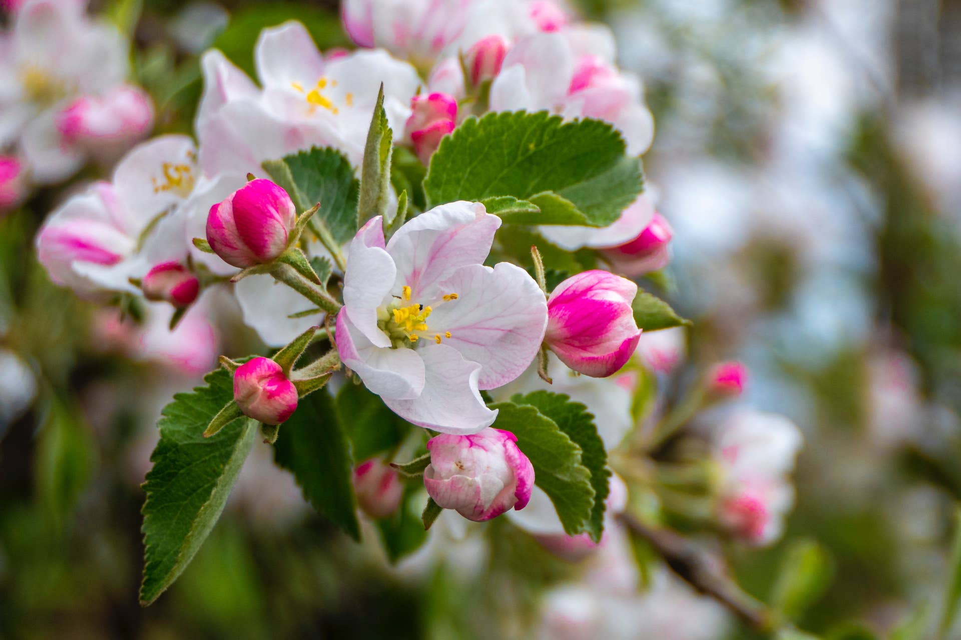 50 State Flowers: History, Full List (With Pictures) - Parade Home &amp; Garden