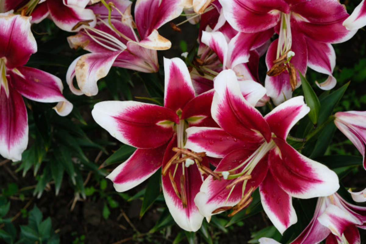 8 Types of Lilies To Showcase Beautiful Colors - Parade Home & Garden