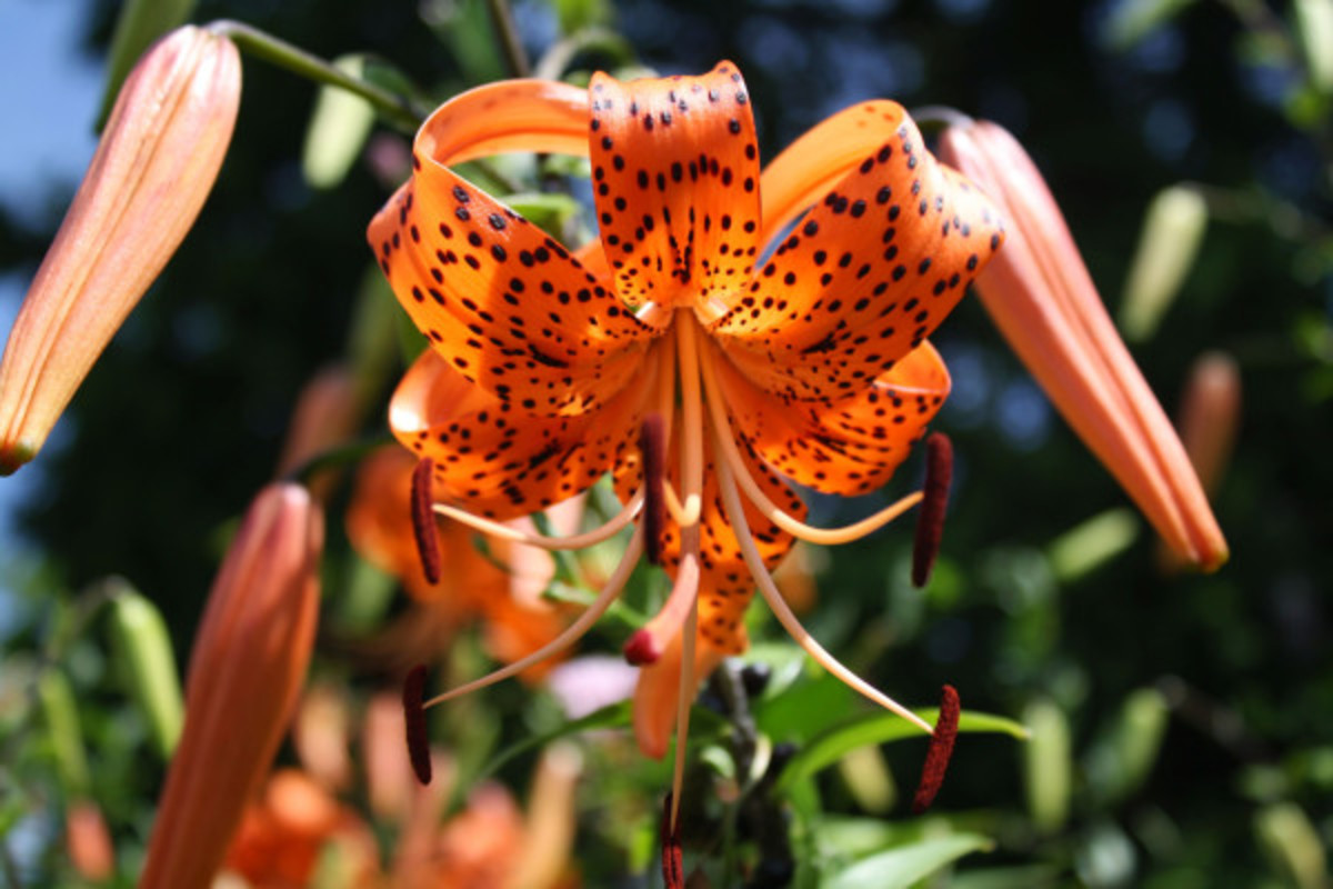 8 Types of Lilies To Showcase Beautiful Colors Parade Home & Garden