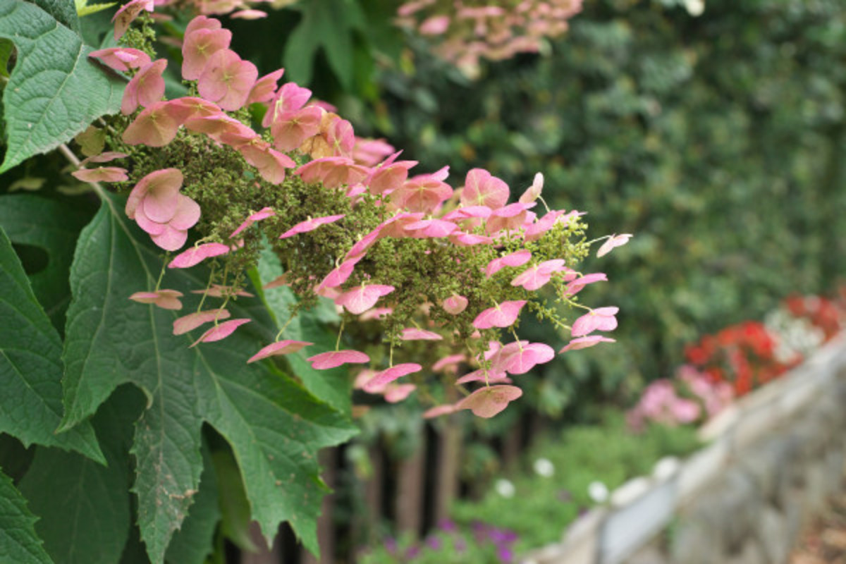 How to Prune Hydrangeas (And When to Do It) Parade Home & Garden