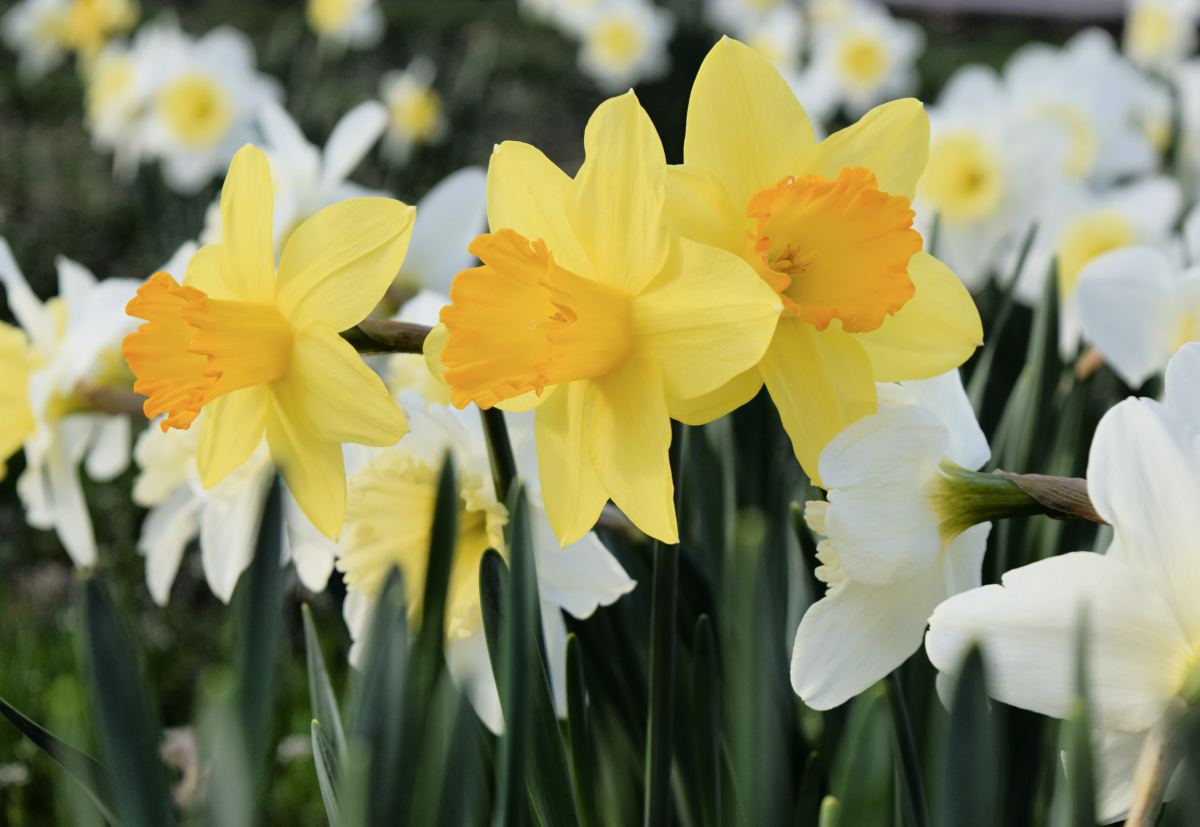 Birth Month Flowers and Meanings - Parade Home & Garden