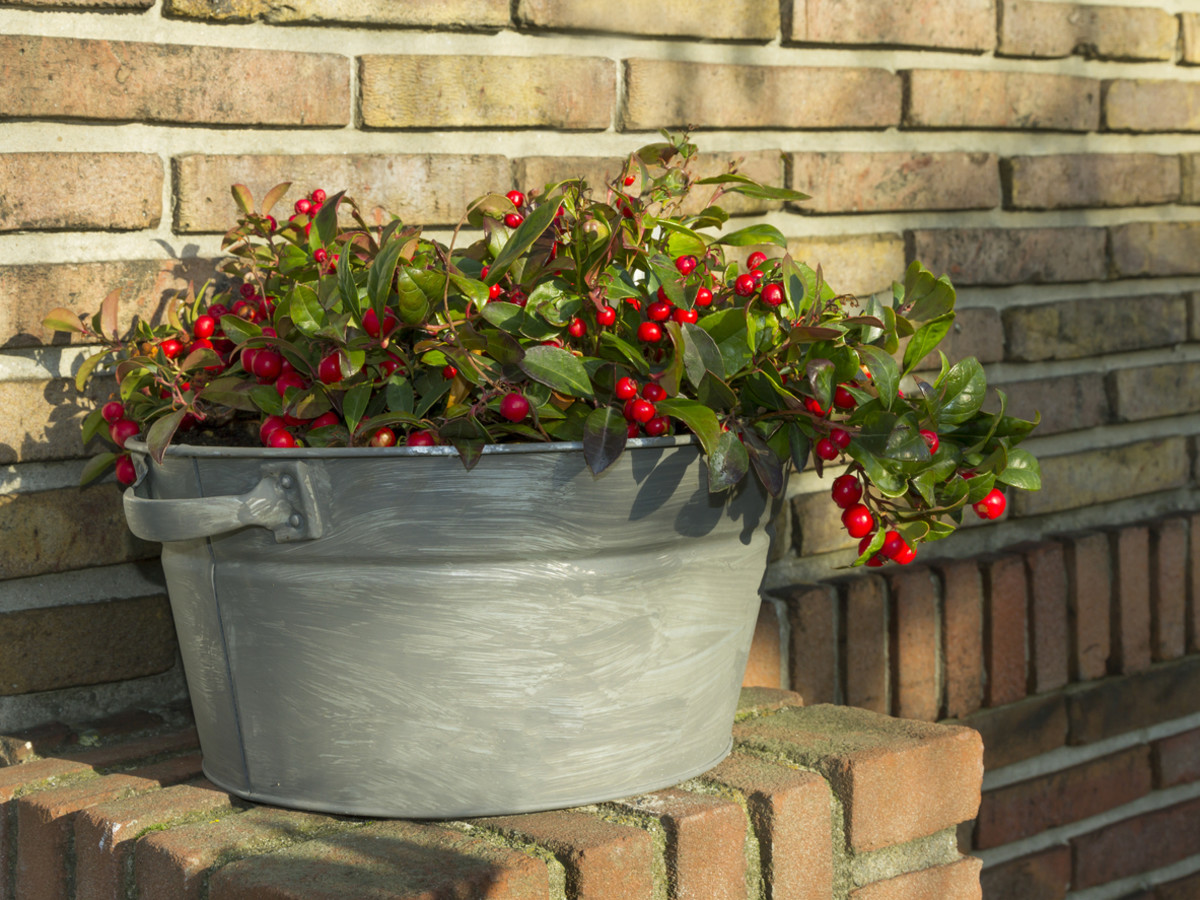 20 Best Christmas Plants for the Holidays 2024 Parade Home & Garden