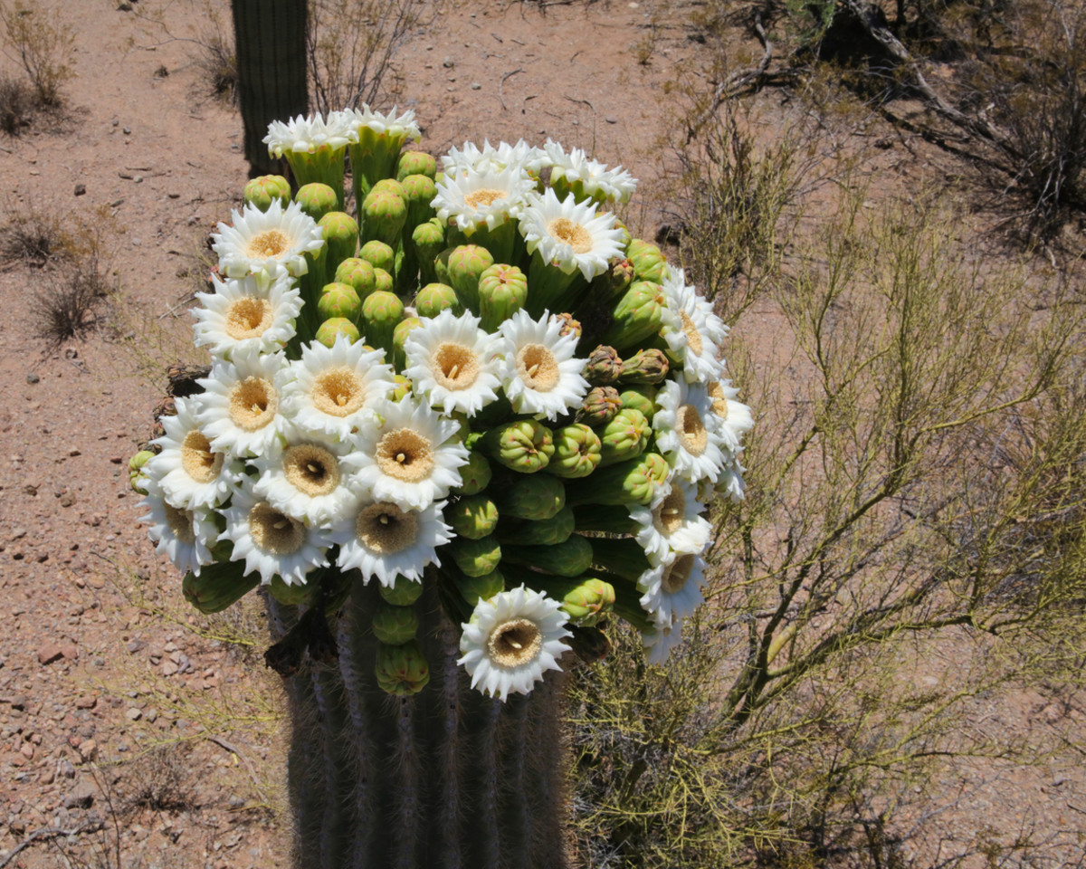 50 State Flowers History, Full List (With Pictures) Parade Home & Garden