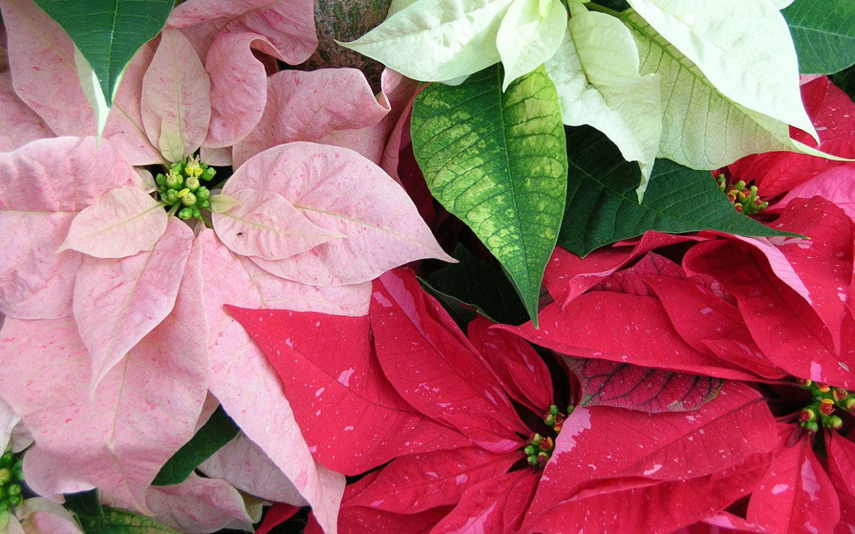 These Popular Fall and Holiday Plants Are Toxic to Pets Here’s What