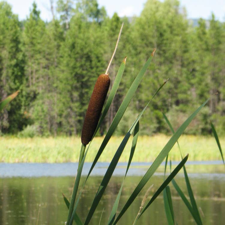 Grow Cattails in Your Water Garden and Pond - Parade Home & Garden