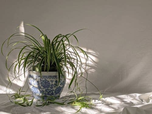 NASA Identified the Best AirPurifying Plants to Keep in Bedrooms