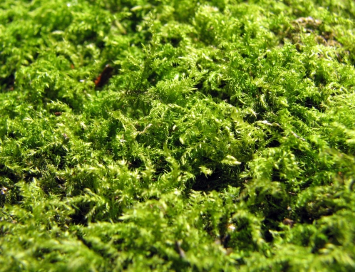 Accent Your Garden with Moss Parade