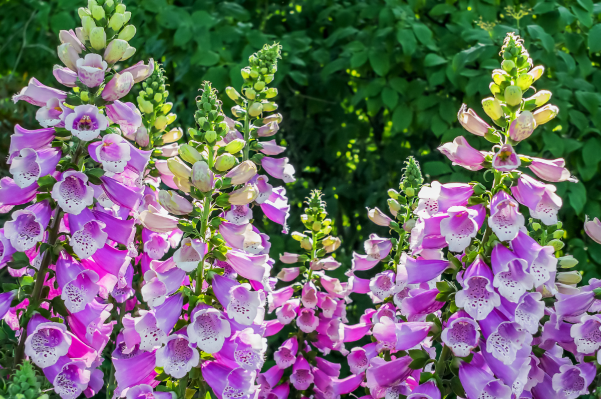 29 DeerResistant Flowers and Plants for Your Outdoor Space Parade