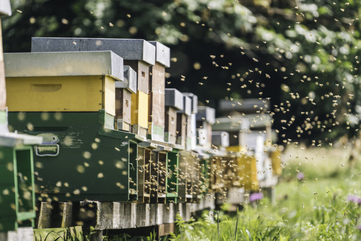 How to Start a Beehive, According to Experts - Parade Home & Garden