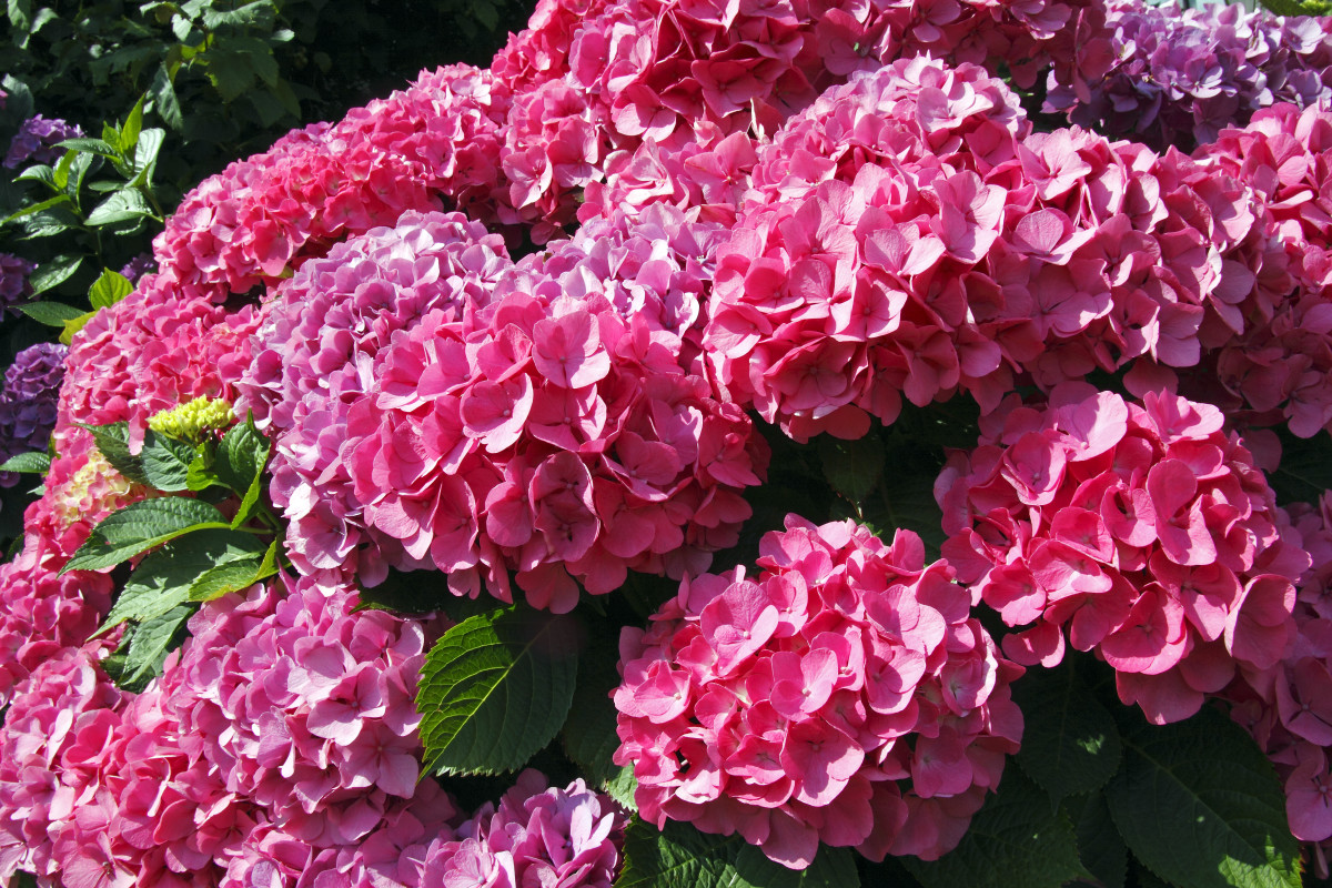 How to Prune Hydrangeas (And When to Do It) Parade Home & Garden