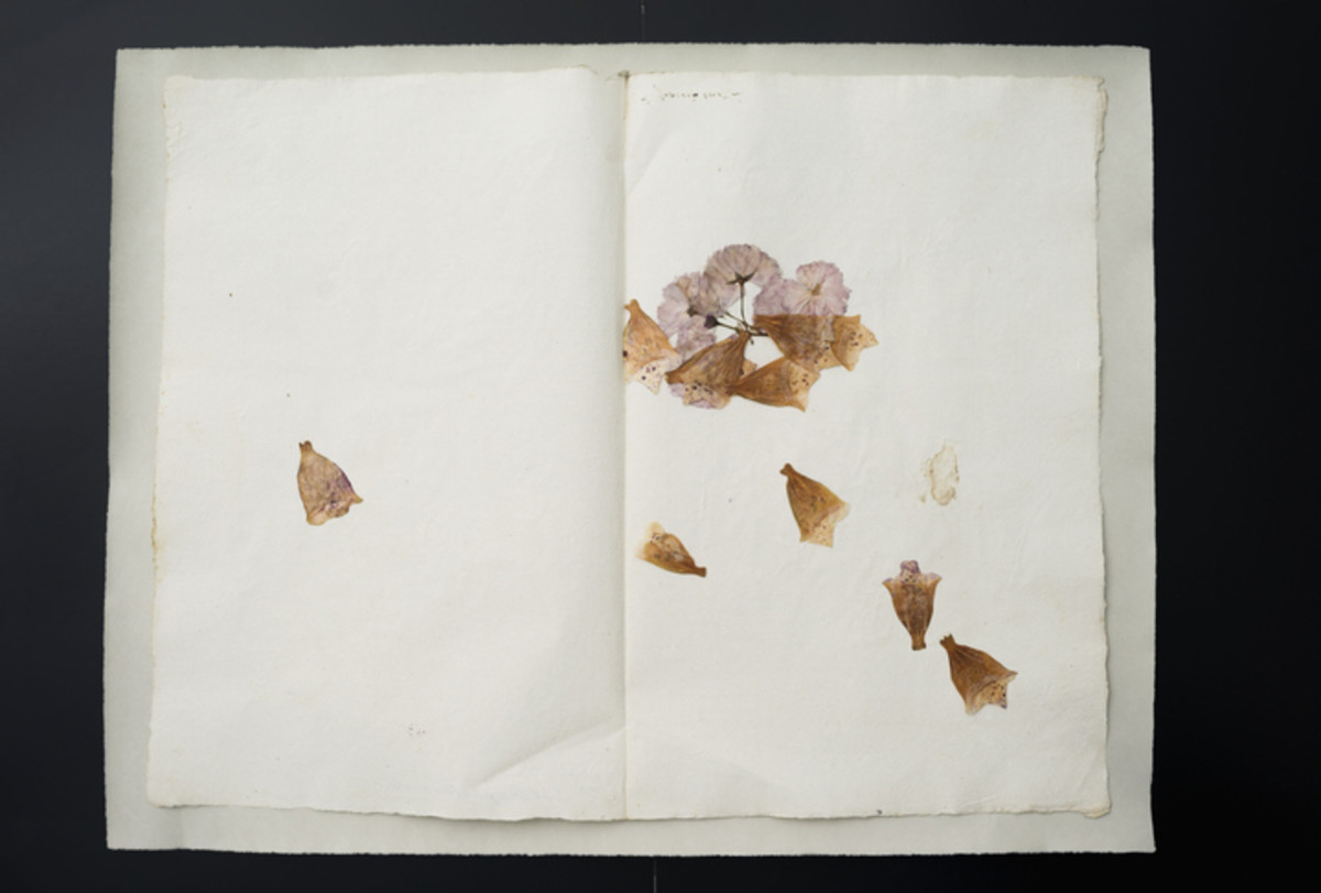 How to Dry and Preserve Flowers Parade Home & Garden