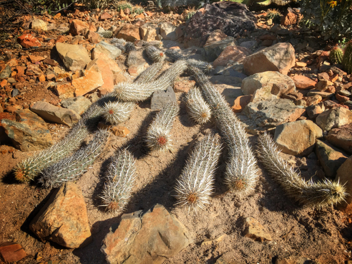 35 Different Types of Cactus You Can Grow at Home for an Endless Summer