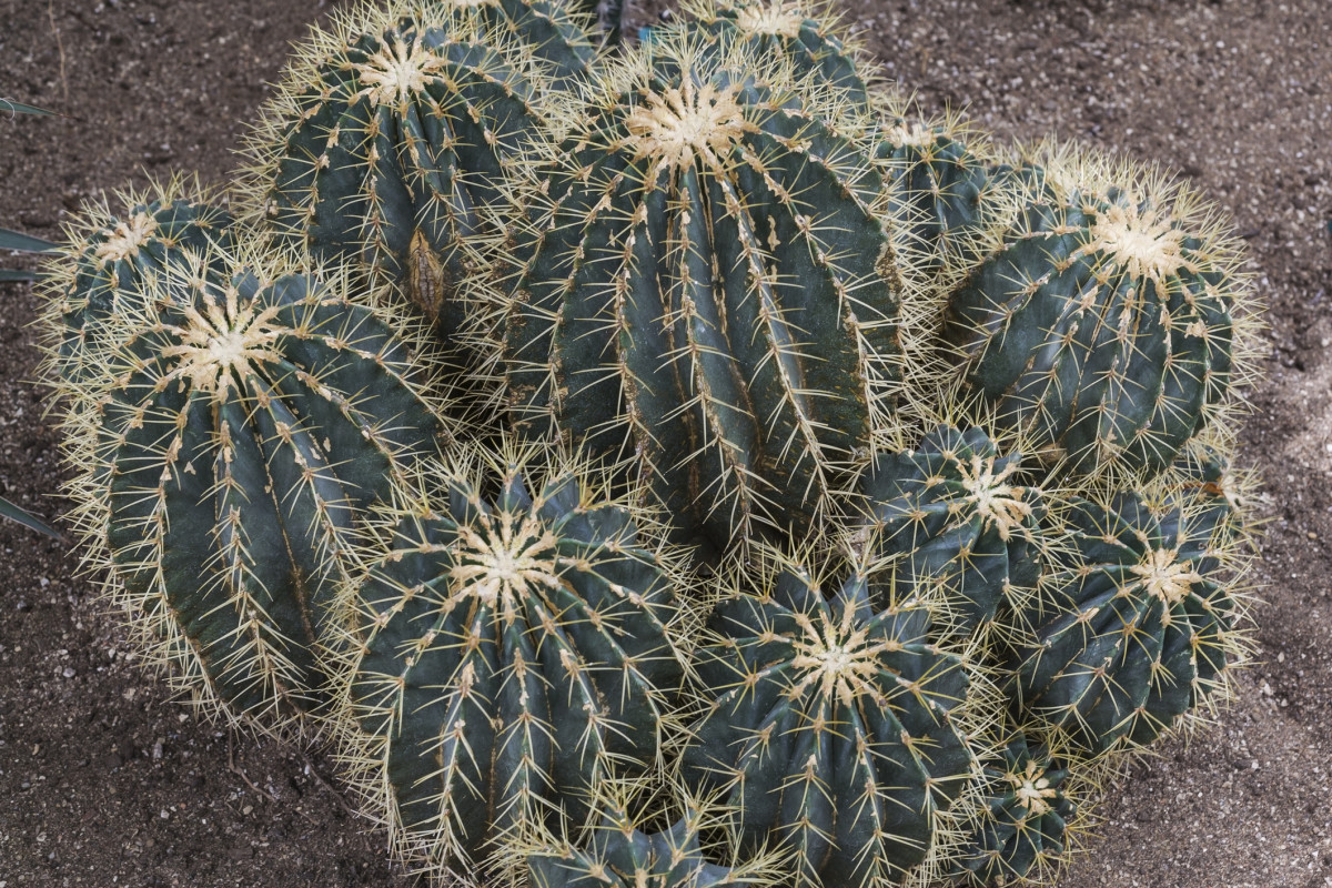 35 Different Types of Cactus You Can Grow at Home for an Endless Summer