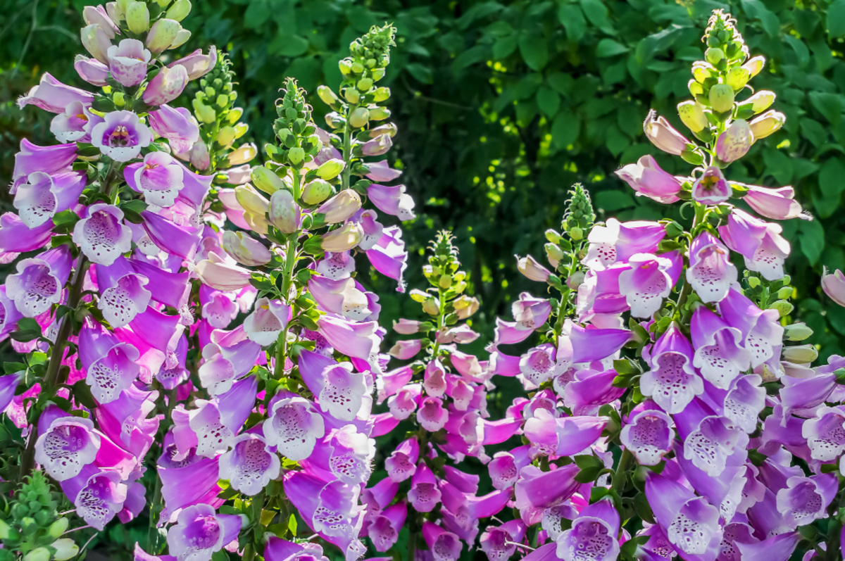 27 Poisonous Flowers and Plants To Avoid in Your Home and Garden Parade Home Garden