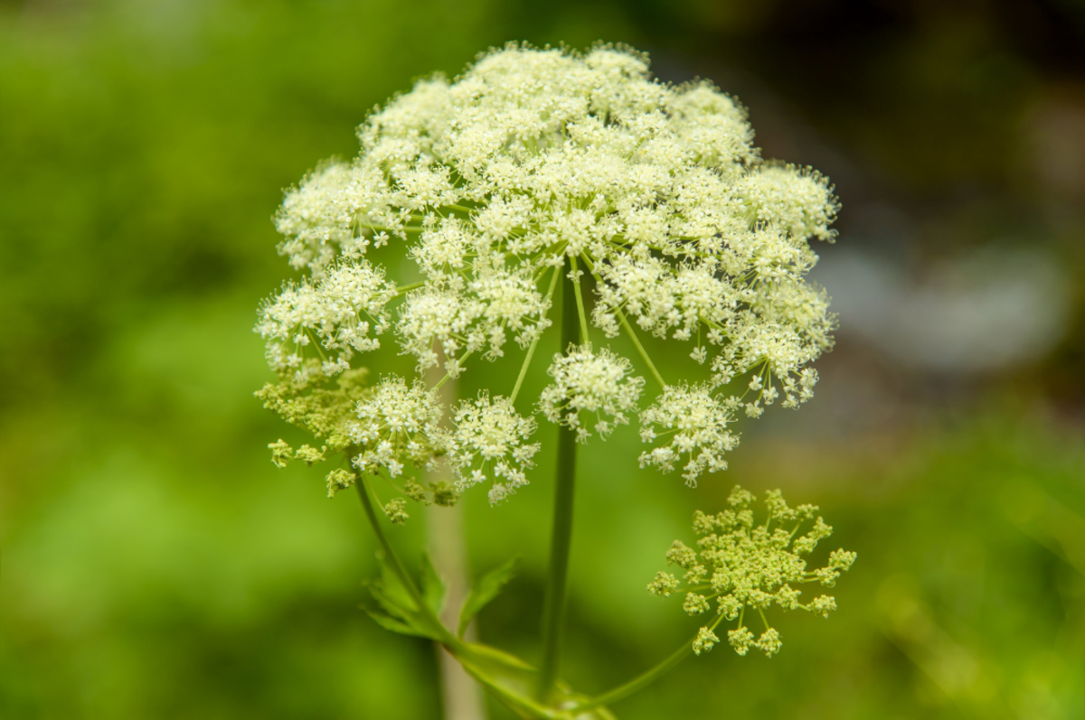 27 Poisonous Flowers and Plants To Avoid in Your Home and Garden