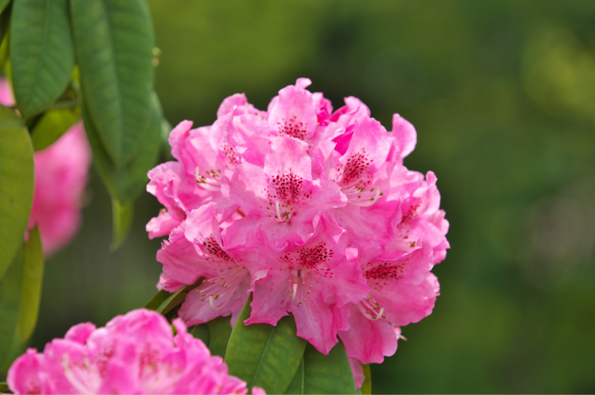 27 Poisonous Flowers and Plants To Avoid in Your Home and Garden