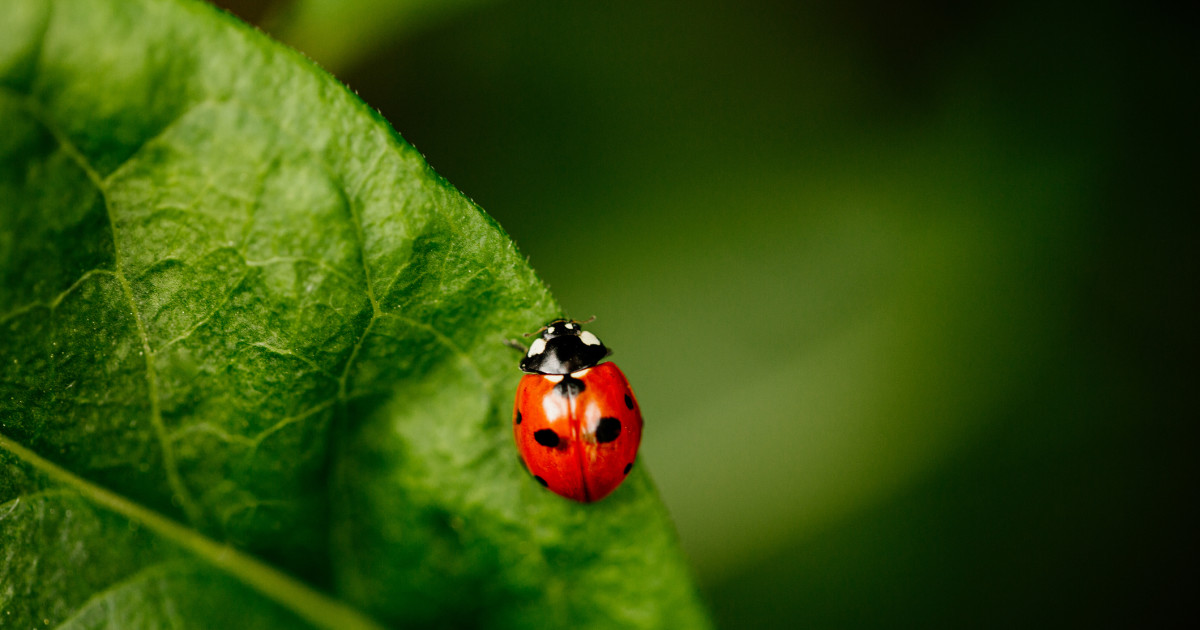 Spectacular Get Rid Of Ladybugs Scene Digital Art Spectacular Get Rid Of Ladybugs Scene Digital Art