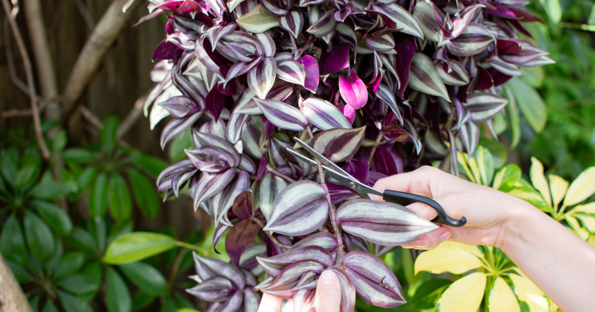 Wandering Dude Plant: Care Guide, How To Grow - Parade Home & Garden