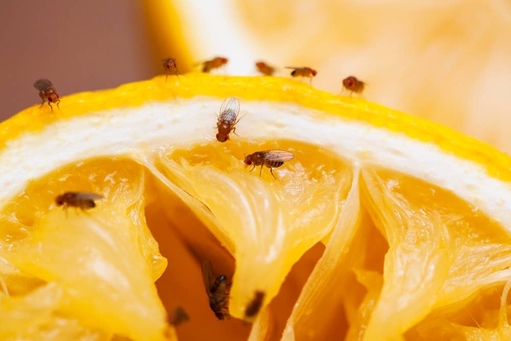 Can Fruit Flies Live in a Refrigerator? Shocking Truth Revealed!