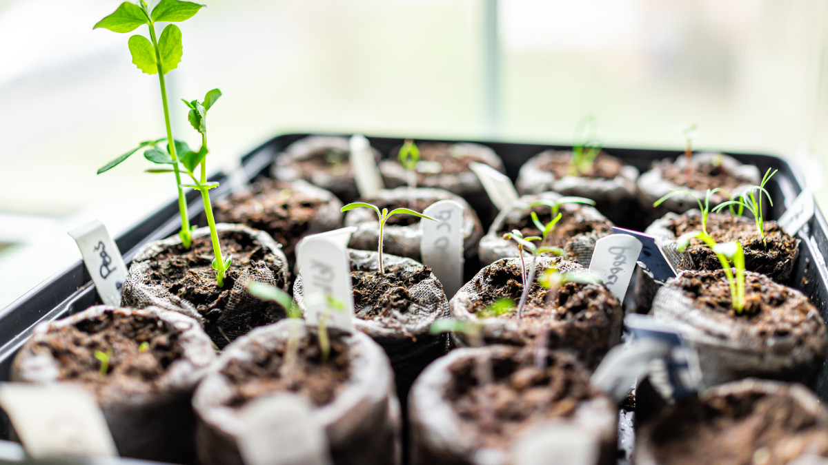 How to Transplant Seedlings Carefully: Expert Tips for Success