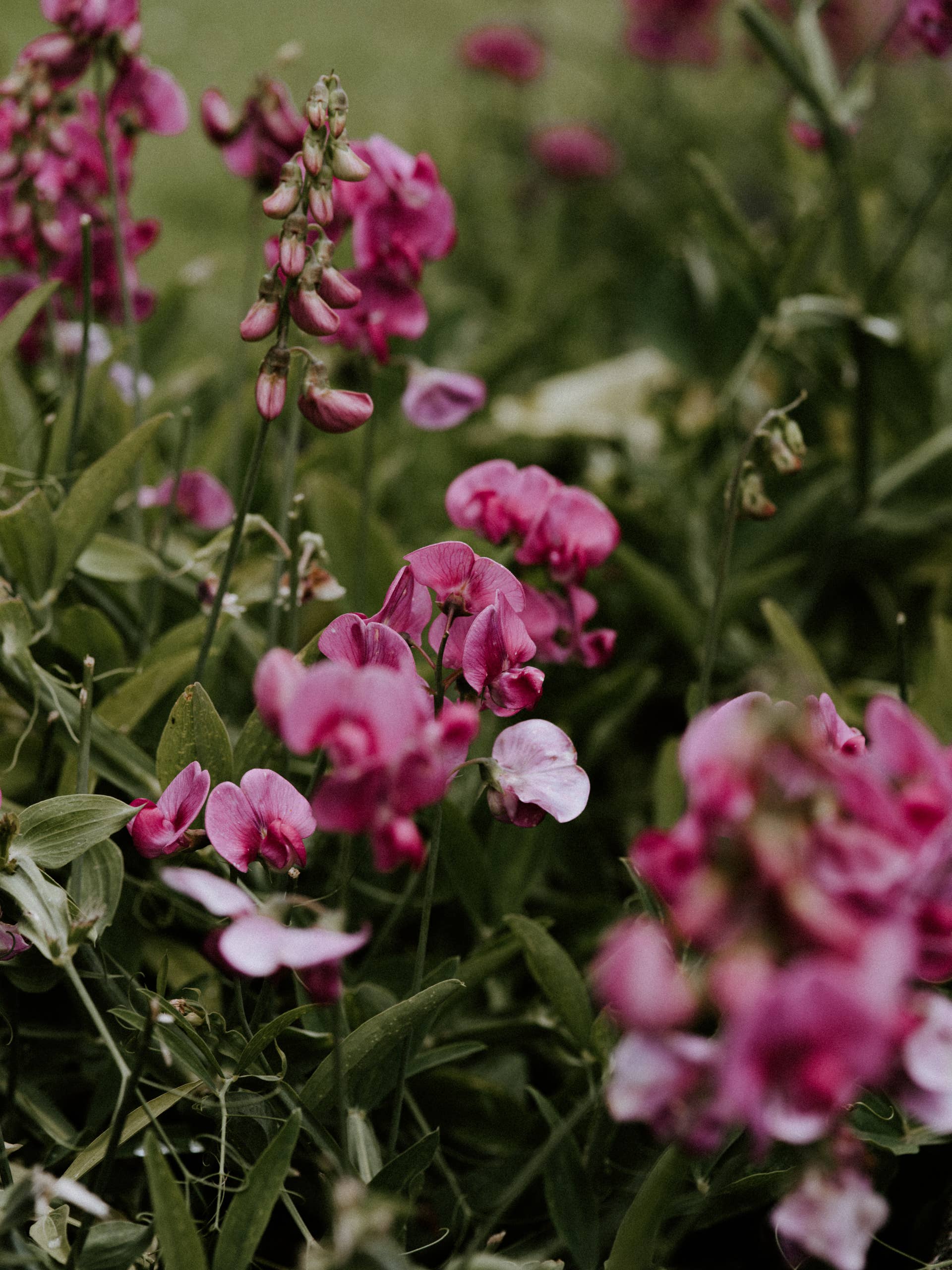 Birth Month Flowers and Meanings - Parade Home & Garden
