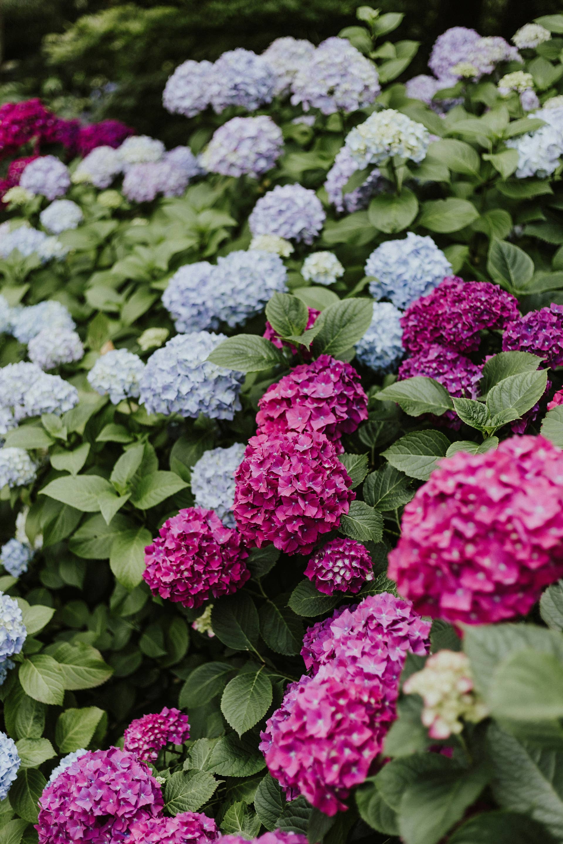 Parade Home & Garden: Expert Decor Tips, Gardening Guides & Latest Trends