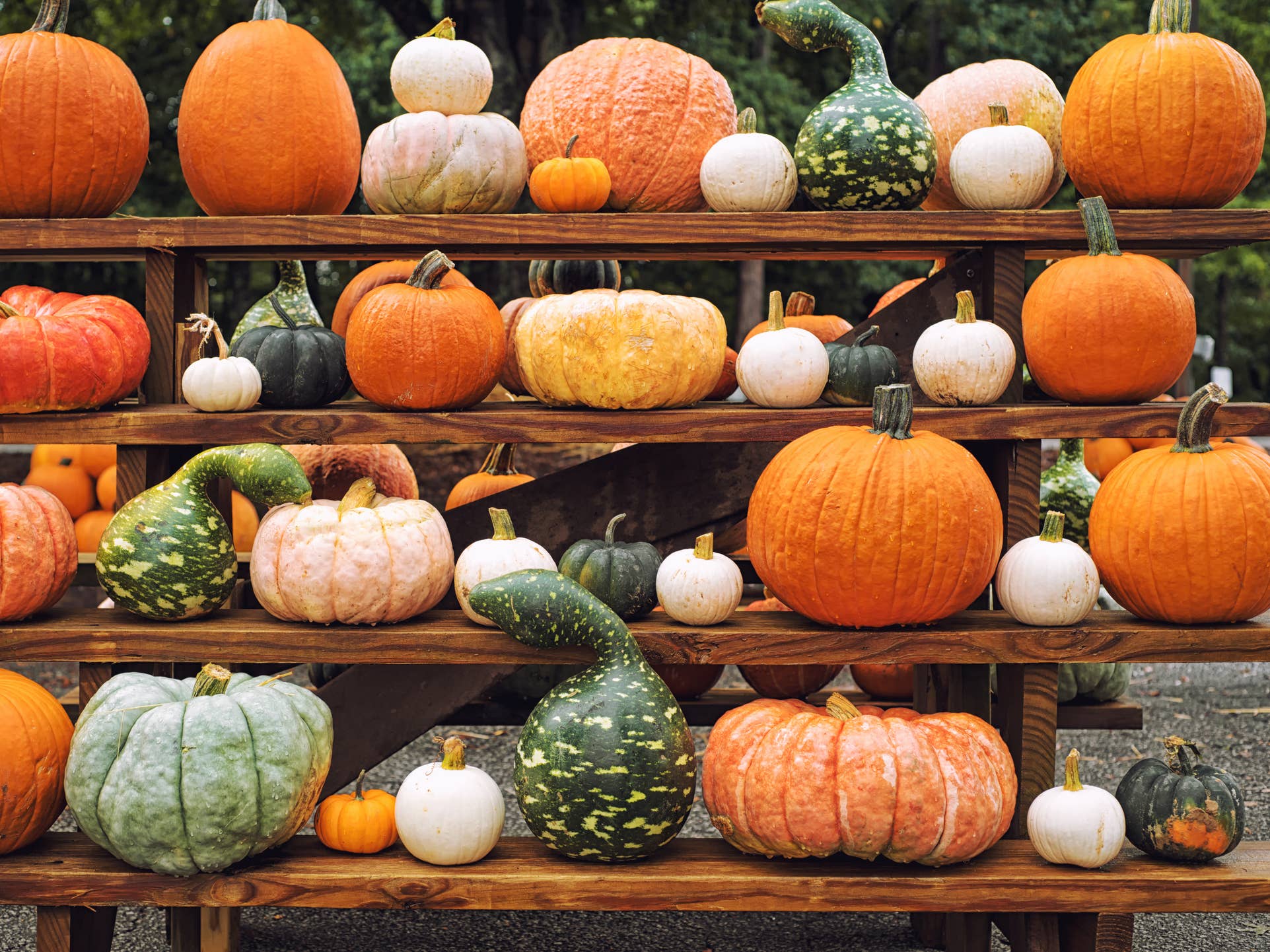 Explore Vibrant Pictures Of Pumpkin Varieties For Gardening Decor