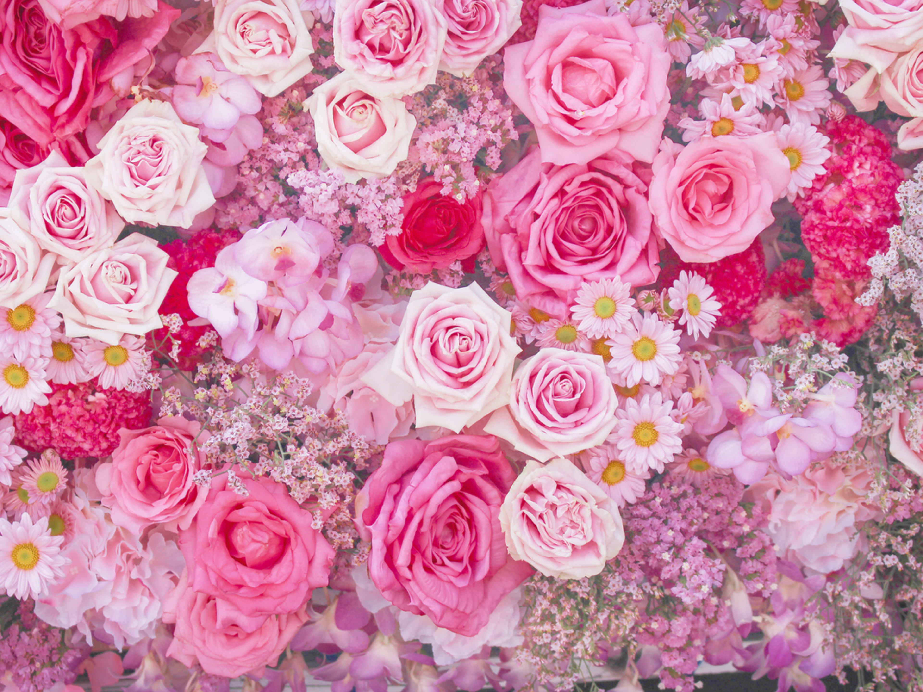 Spectacular Kinds Of Pink Flowers Capture in HD Spectacular Kinds Of Pink Flowers Capture in HD