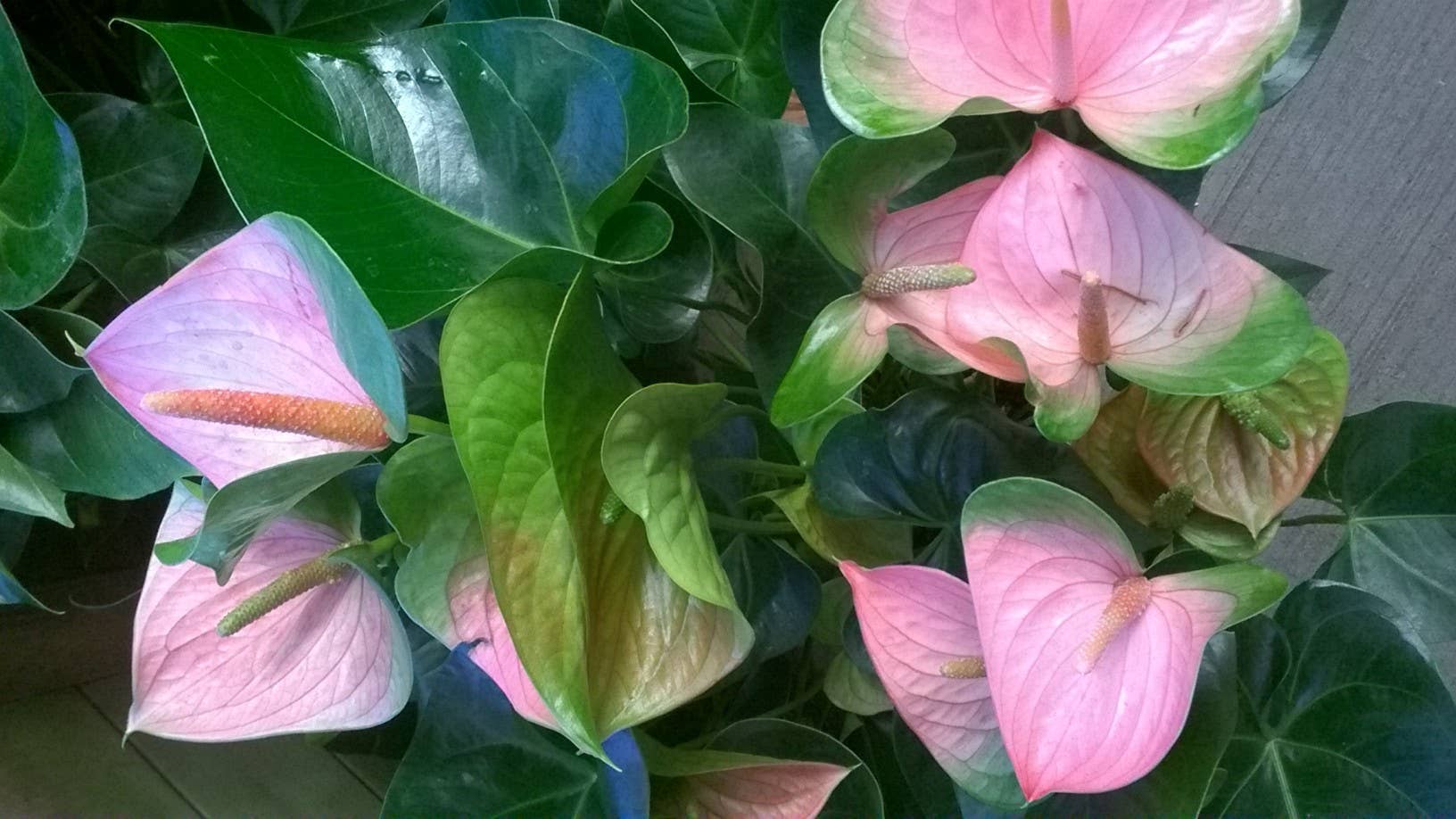 HOW TO FERTILIZE YOUR GARDEN ORGANICALLY intelligence overview