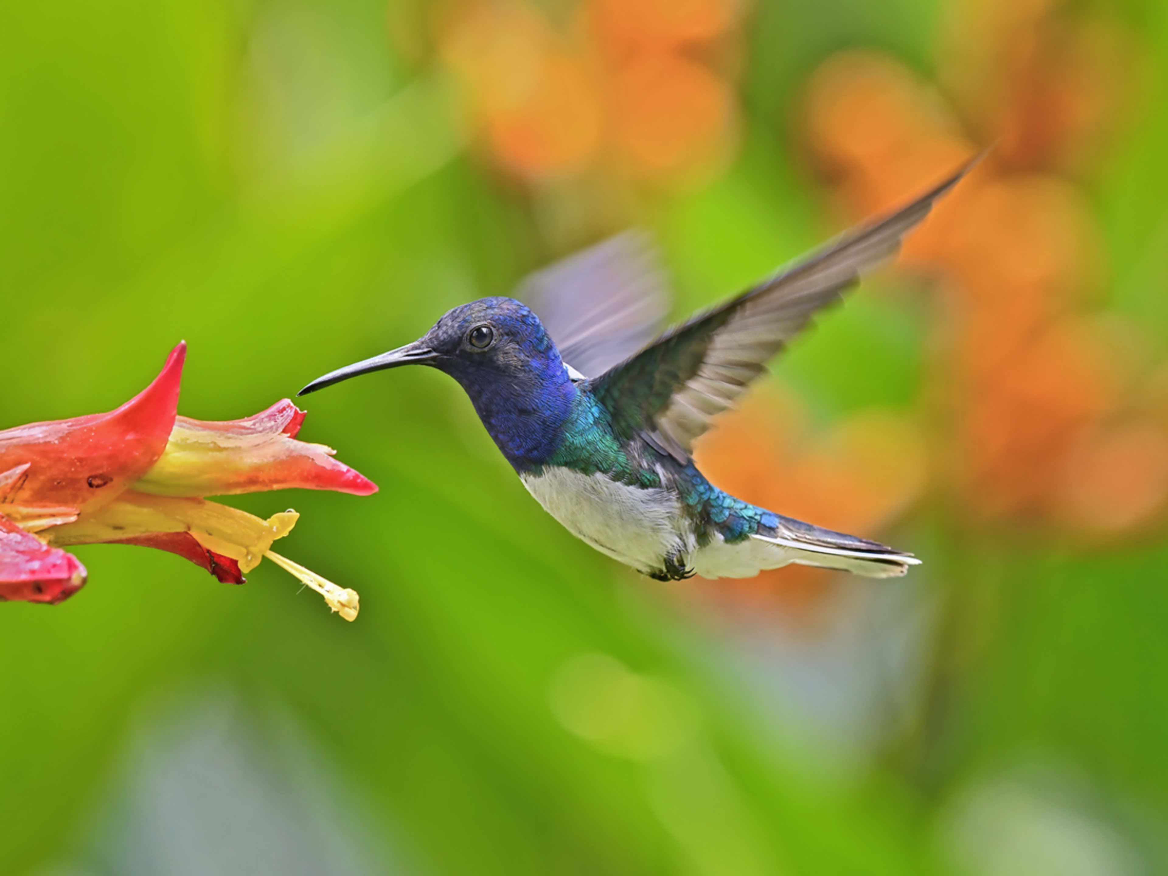25 Flowers That Attract Hummingbirds - Parade Home & Garden