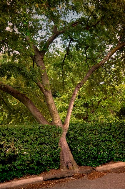 Celebrate the History of Our Nation's Trees - Parade Home & Garden