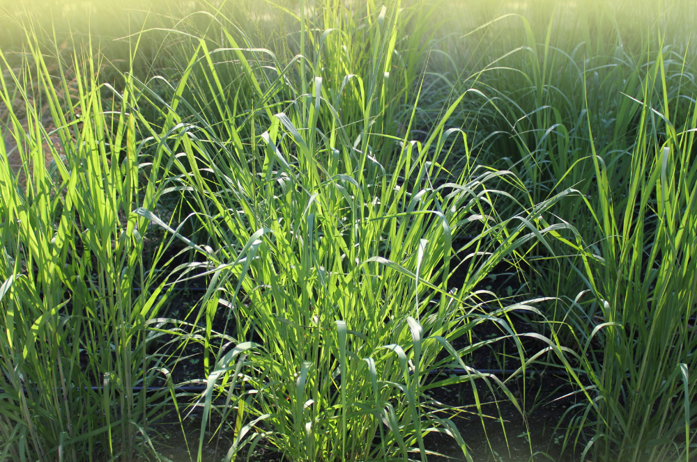 26 Types of Ornamental Grasses That Instantly Add Texture to Your ...