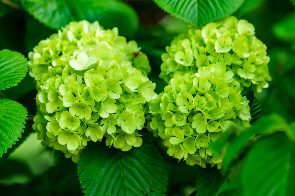 25 Gorgeous Green Flowers To For Outdoor Spaces Bouquets And More 