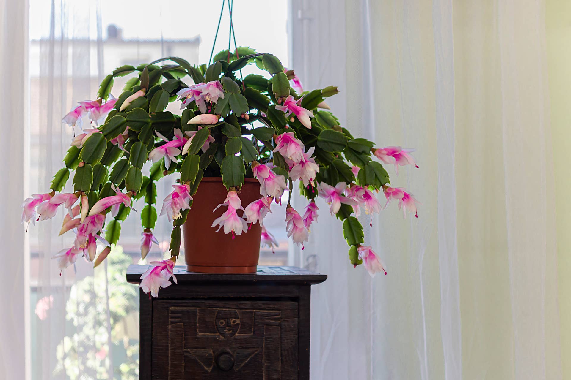 35 Different Types of Cactus You Can Grow at Home for an Endless Summer ...