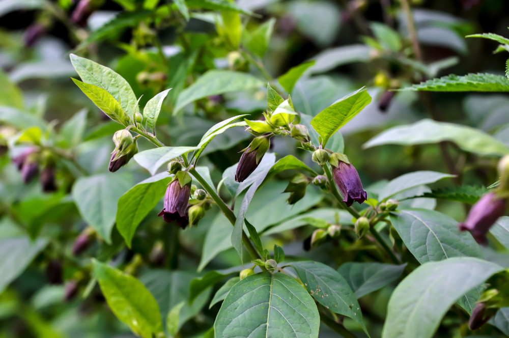 27 Poisonous Flowers and Plants To Avoid in Your Home and Garden