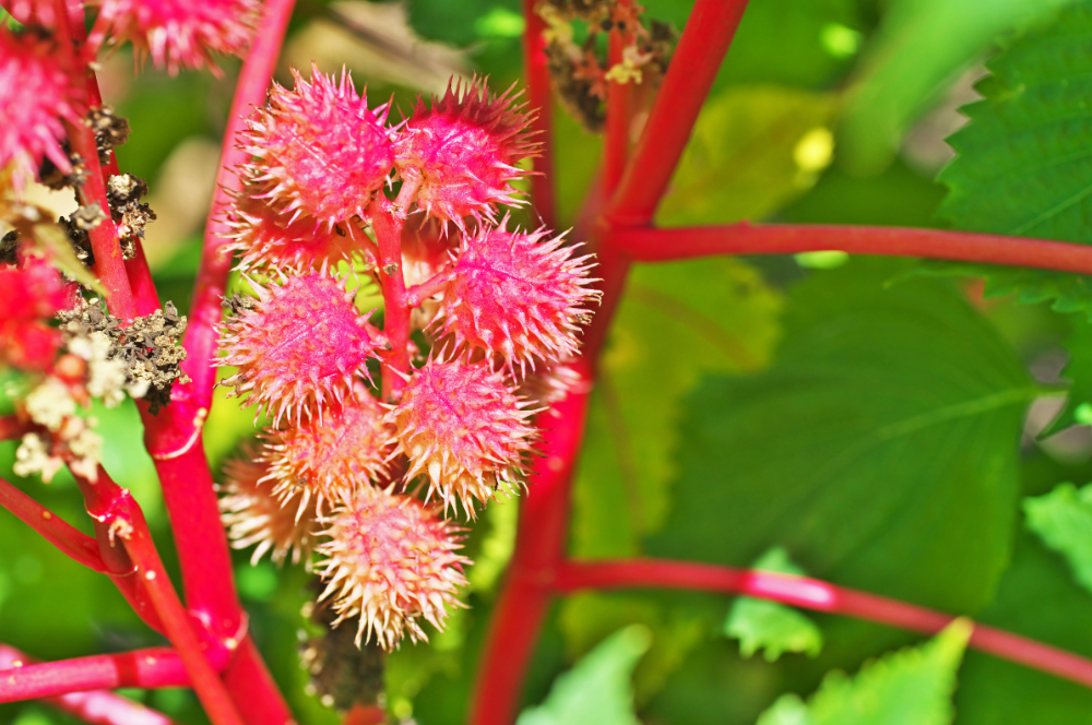 27 Poisonous Flowers and Plants To Avoid in Your Home and Garden